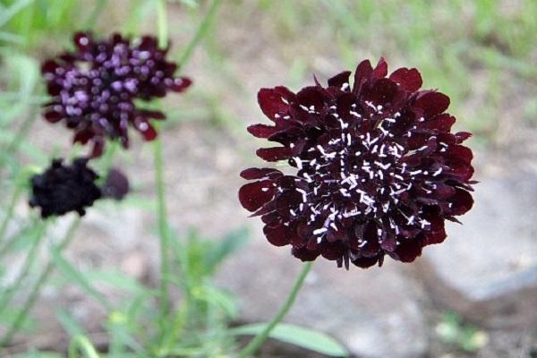 aparición de flores