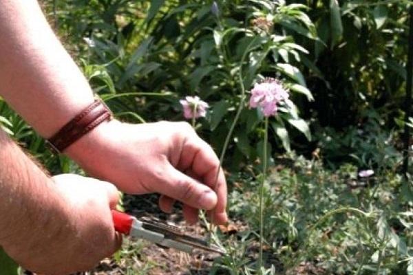 stem pruning