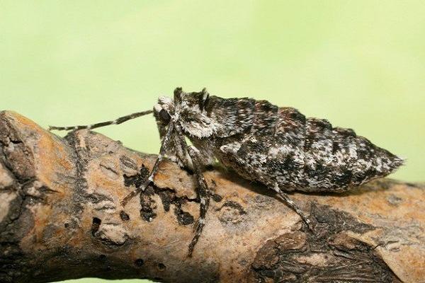 polilla de la flor