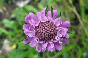 Description of the 20 best varieties of perennial scabiosa, growing from seeds