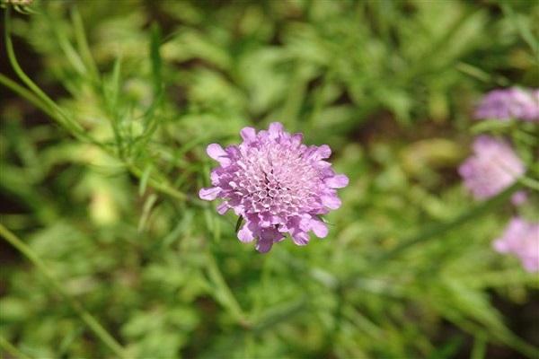 scabiosa bush