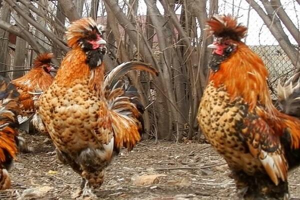 tufted chickens