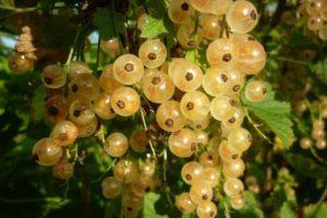 Descripción de la variedad de grosella blanca Versalles, plantación y cuidado.