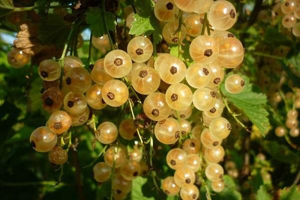 white currant