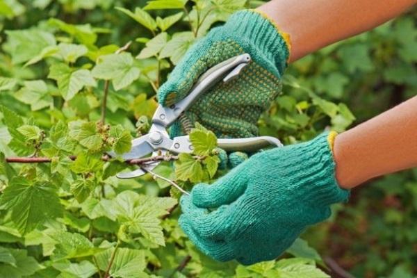 formative pruning