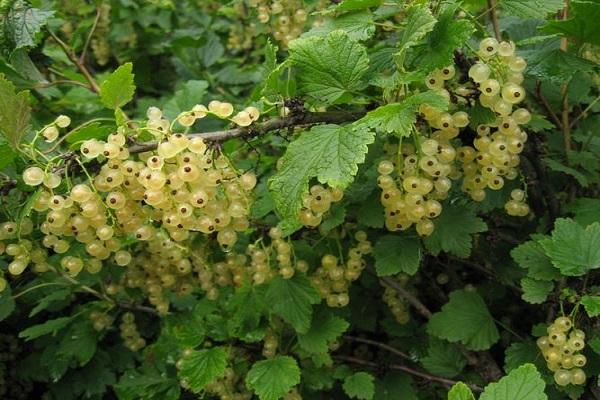 fruit berries