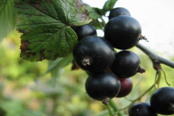 black berries