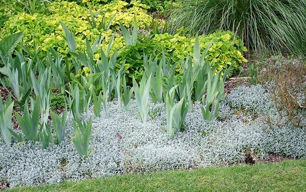 flores en el jardin