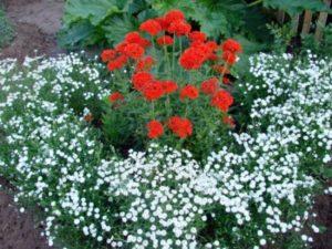 Planting and caring for chickweed in the open field, the best varieties and growing from seeds