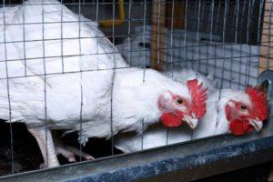 Règles pour garder et élever des poulets de chair à la maison dans des cages