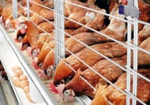 Règles pour le soin et l'entretien des poulets en hiver pour les débutants à la maison