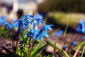 Aanplant en verzorging van Scylla in het open veld, beschrijving van soorten en variëteiten