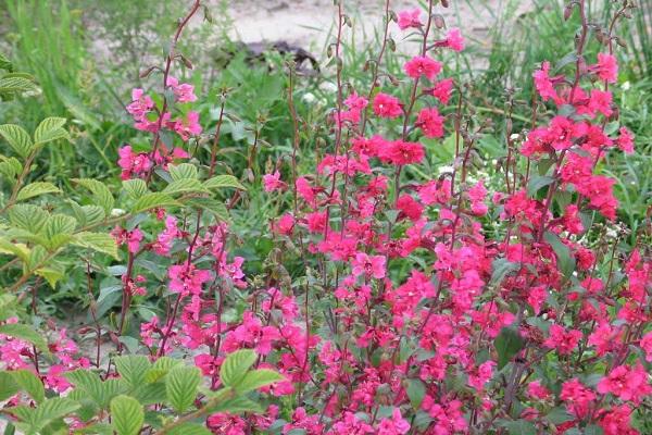 fleurs diamant