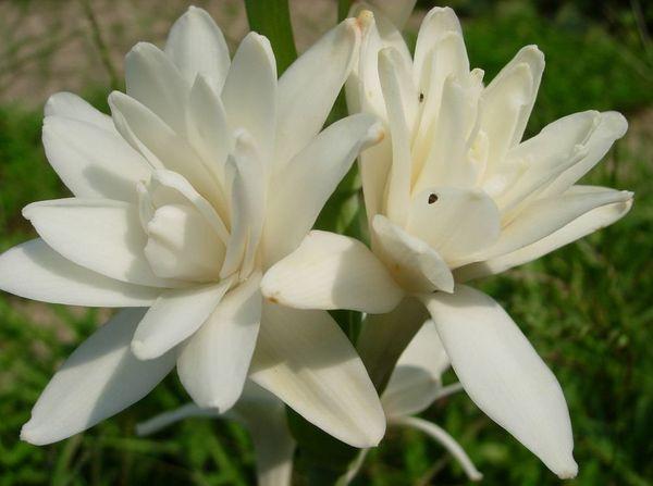 Tuberose Pearl