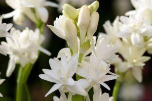 Anbau und Pflege von Tuberose auf freiem Feld, Regeln für Anbau und Lagerung