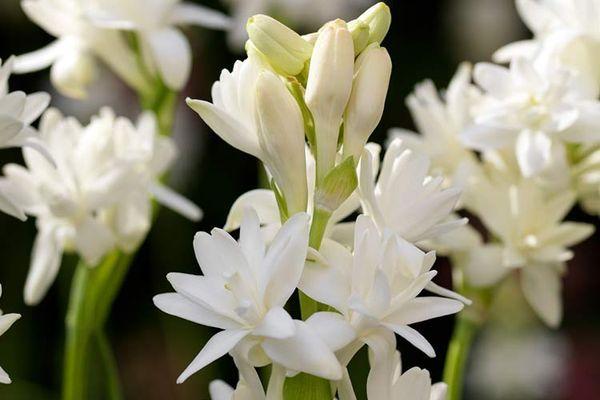 Fleurs de tubéreuse