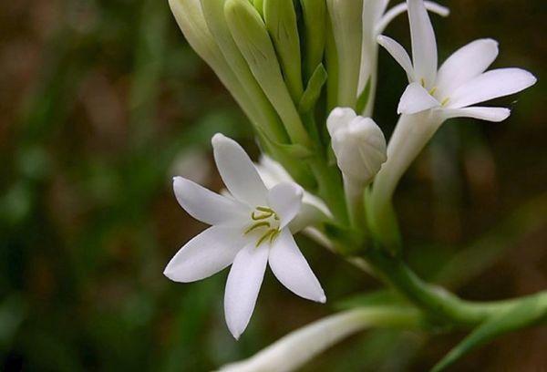 Kuva Tuberose