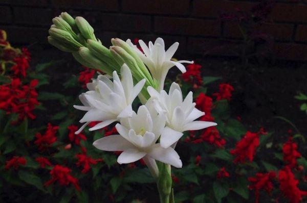 gemeinsame Tuberose