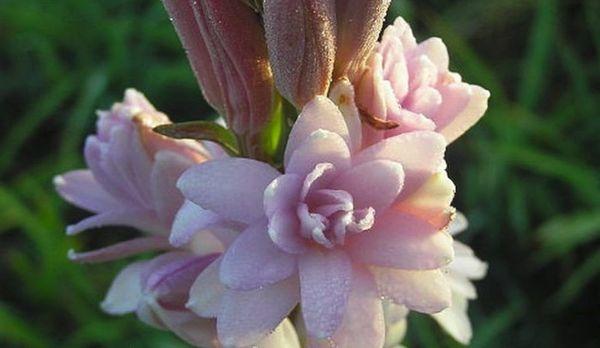 Tuberose Pink