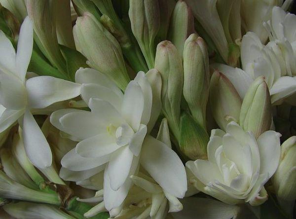 Tuberose květiny