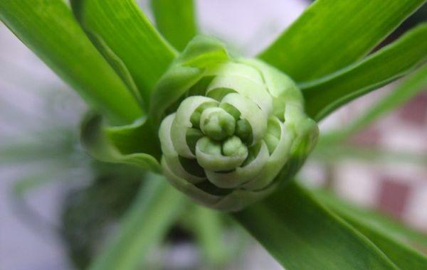  Cultivo de tuberosa