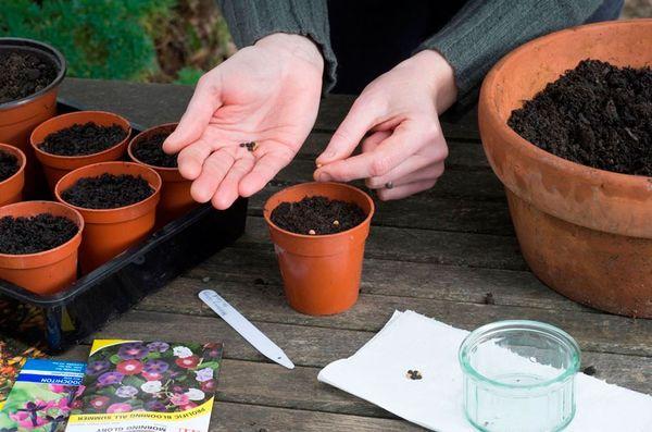 Tunbergia sowing