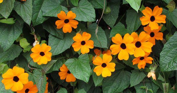 Okřídlený (Thunbergia alata)