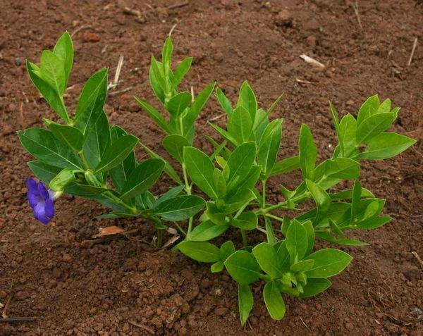 tunbergia en el jardín