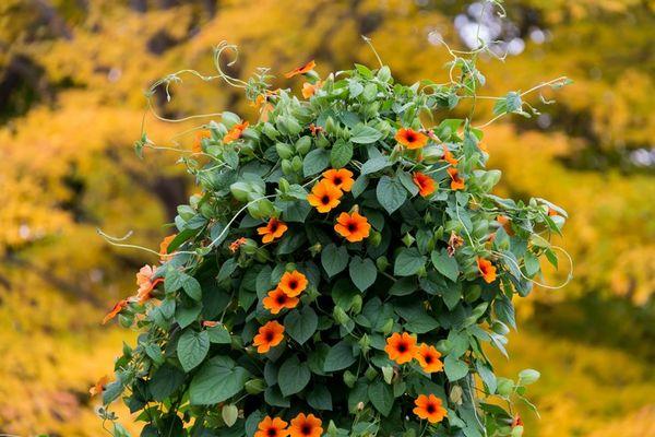 Thunbergia aux yeux noirs