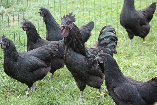 black chickens