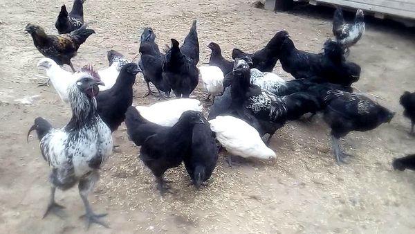 nourrir les poulets