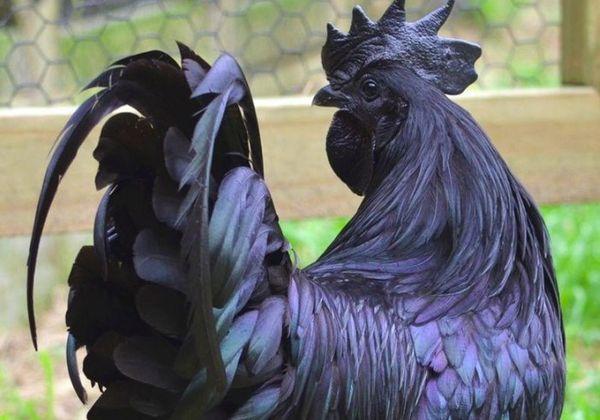 black cock