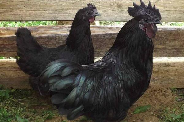 las gallinas ponedoras