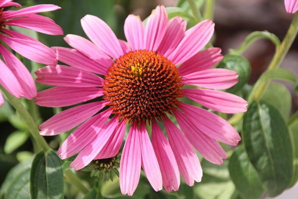 echinacea puutarhassa