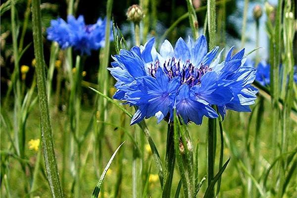 flor azul