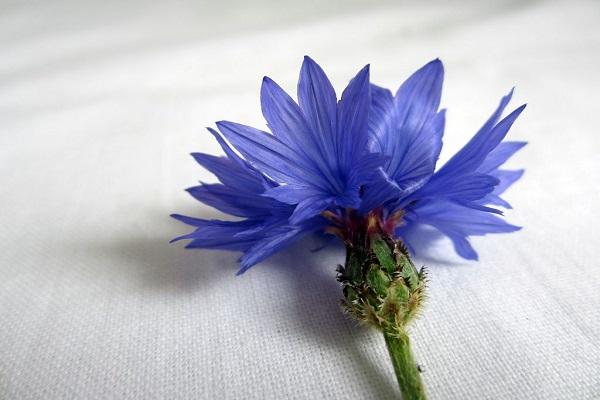 Fusarium auf Blüte