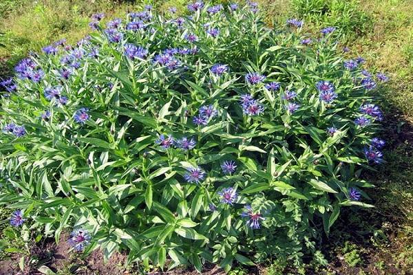 caste cornflower