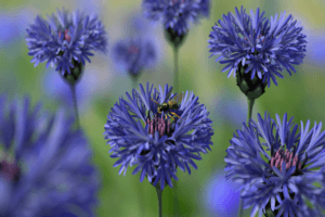 Paglalarawan ng ang pinakamahusay na mga varieties ng pangmatagalang cornflower, paglilinang at pangangalaga