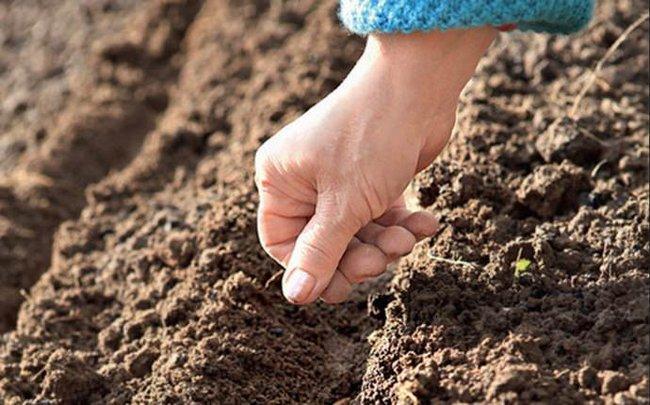 planter dans le sol