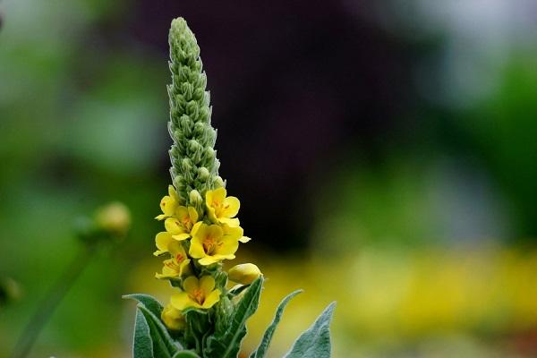 mullein properties