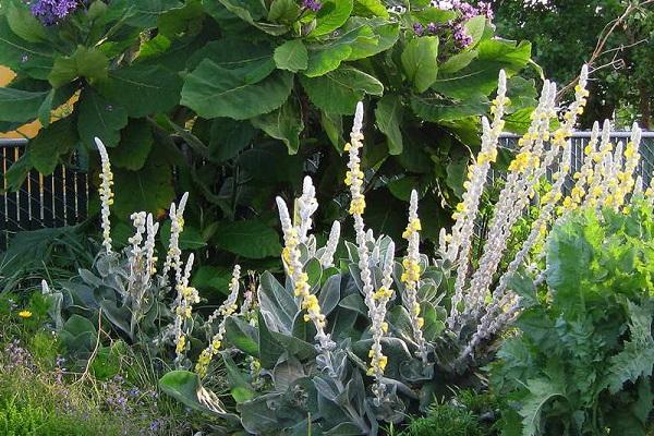 verbascum de seda