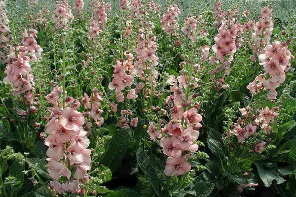 starat se o verbascum