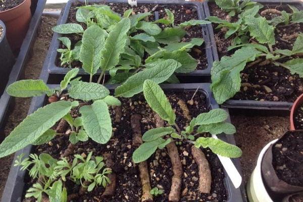 débarquement de verbascum