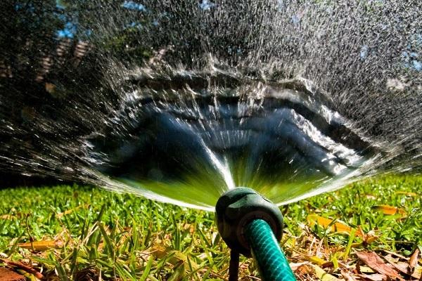 watering plants