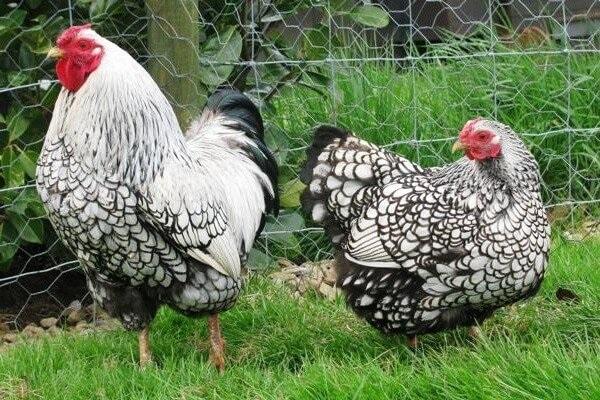  poulets wyandot