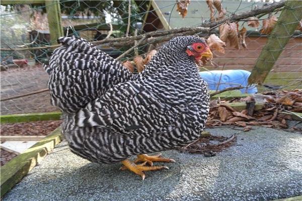 striped hen