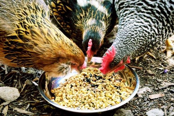 nutrition du poulet