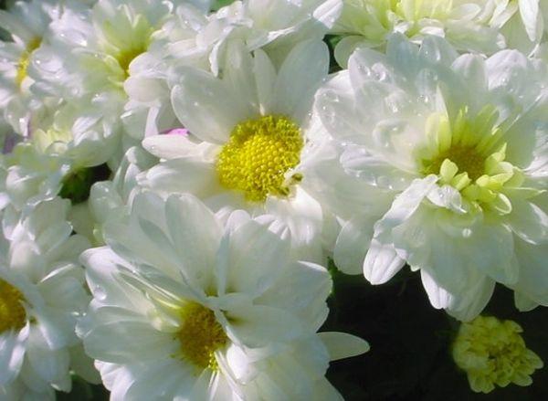 Chrysanthème Gazell