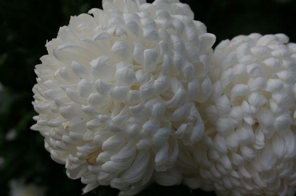 Réflexe du chrysanthème