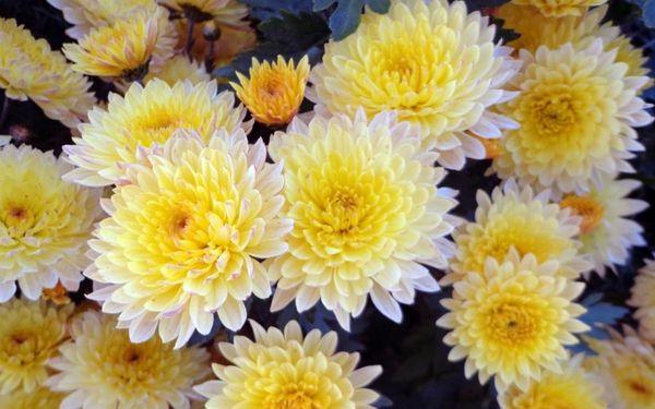 Chrysanthemums yellow